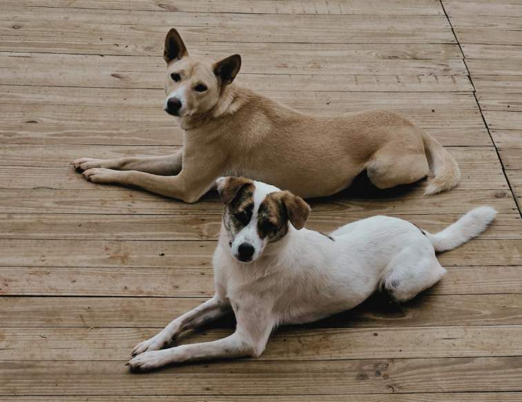 Sheeva und Luna